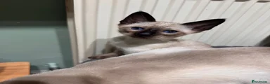 Siamese 3