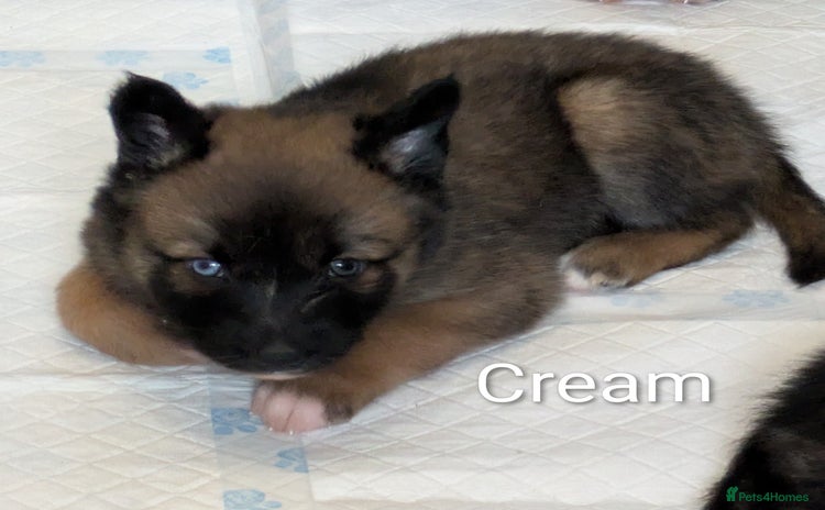 Shepsky dogs - Advert 1