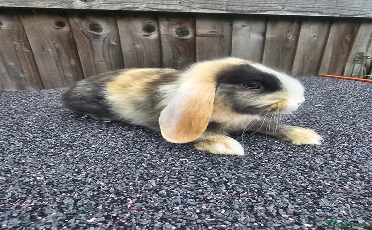 Mini Lop rabbits - Advert 15