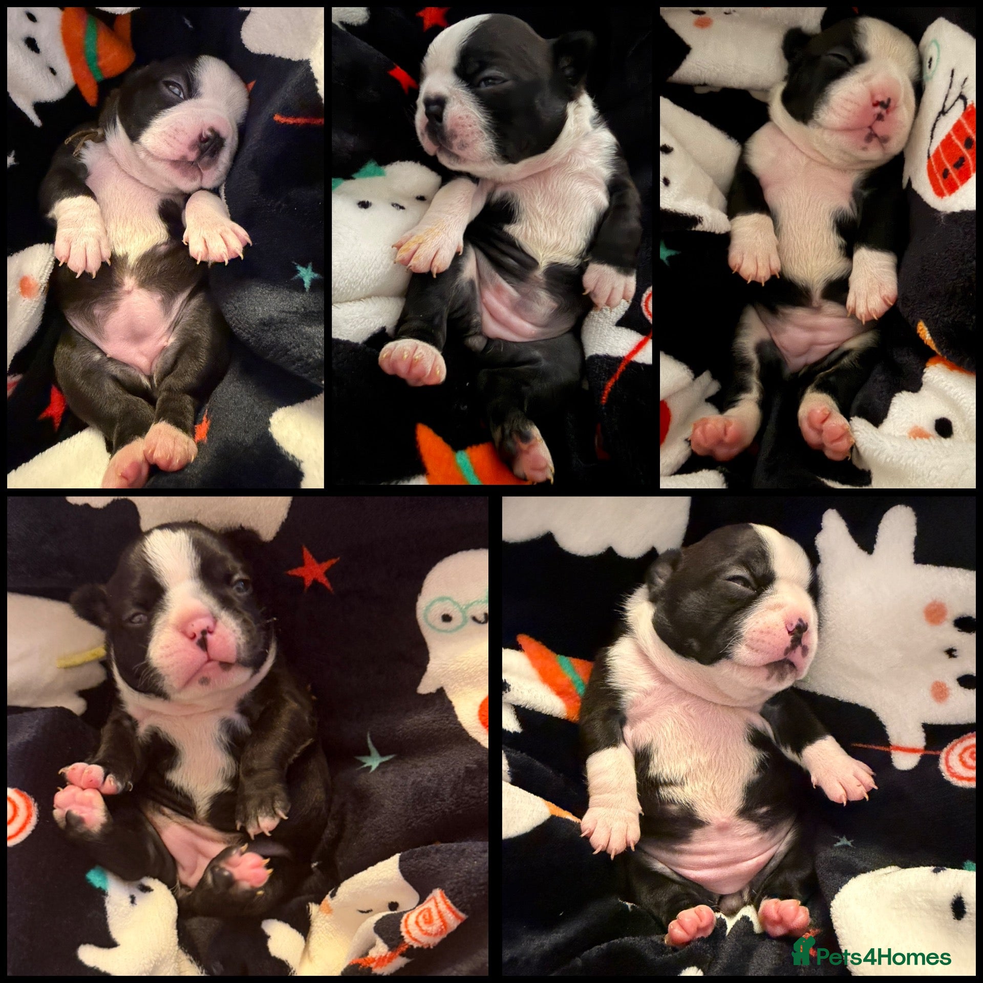 Boston Terrier dogs Our beautiful Boston terrier welcomed 8 puppies  - Advert 10