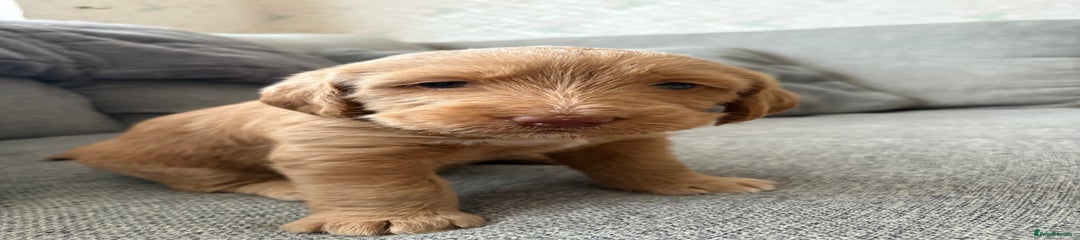 Purple/Peanut