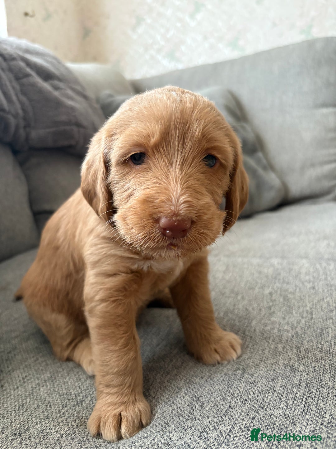 Labradoodle dogs for sale: Beautiful litter of 5 labradoodle puppies  - Image 5