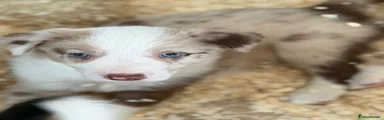 Border Collie 7