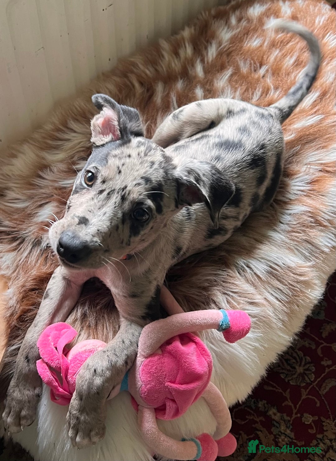 Mixed Breed dogs for sale: Border/Bullie Cross Merle Male Puppy 11 Weeks - Image 14