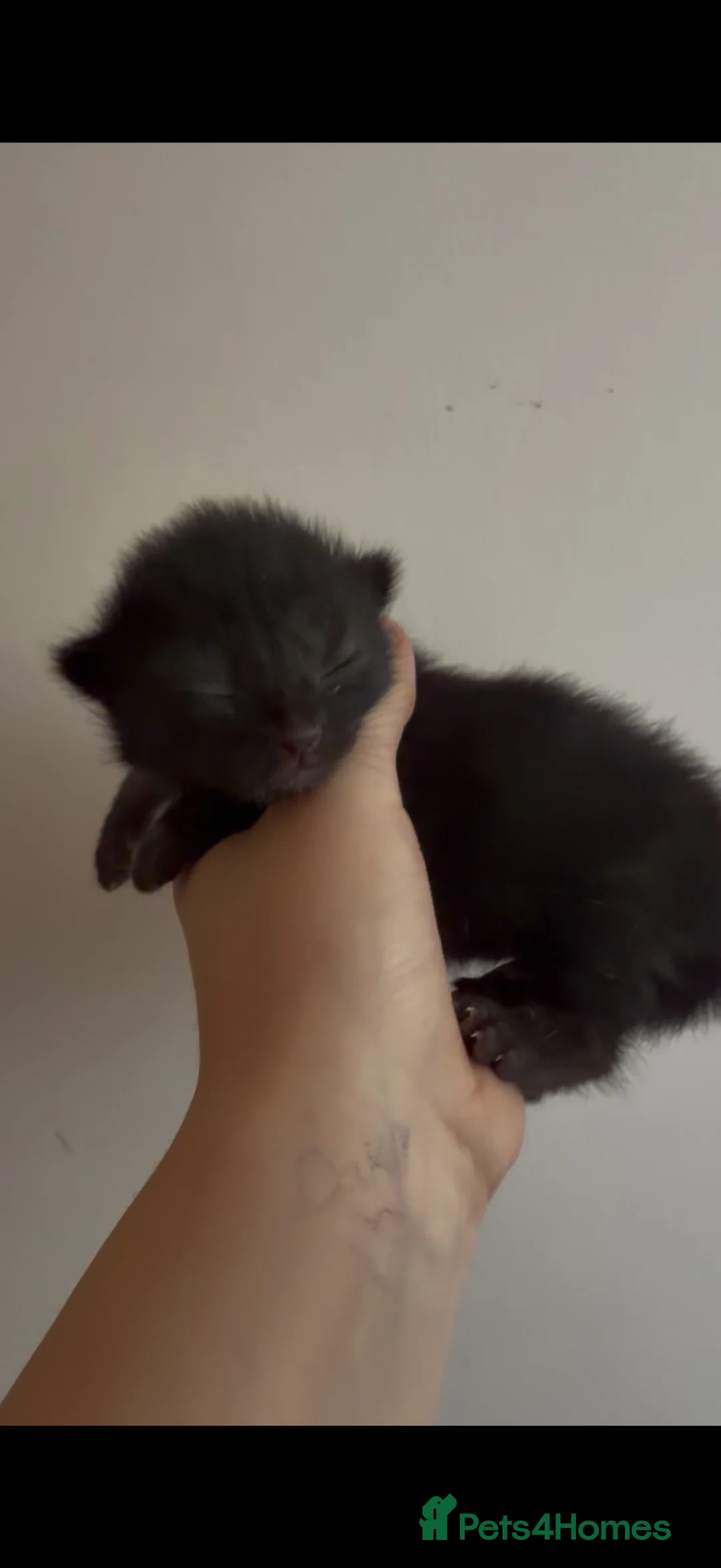 Mixed Breed cats for sale: Russian blue x british short hair kittens for sale - Advert 2