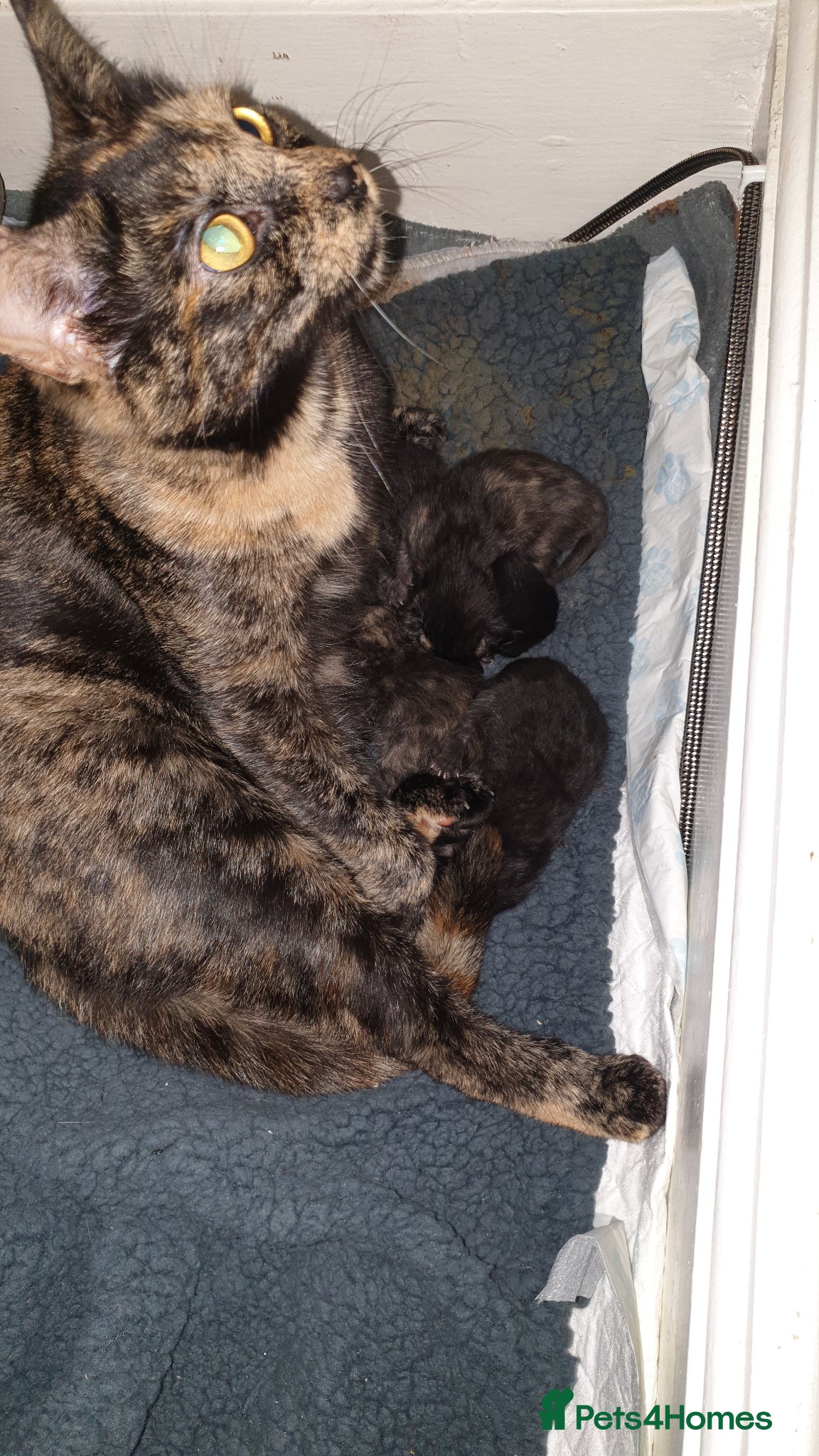 Mixed Breed cats for sale: 4 female kittens  - Advert 18
