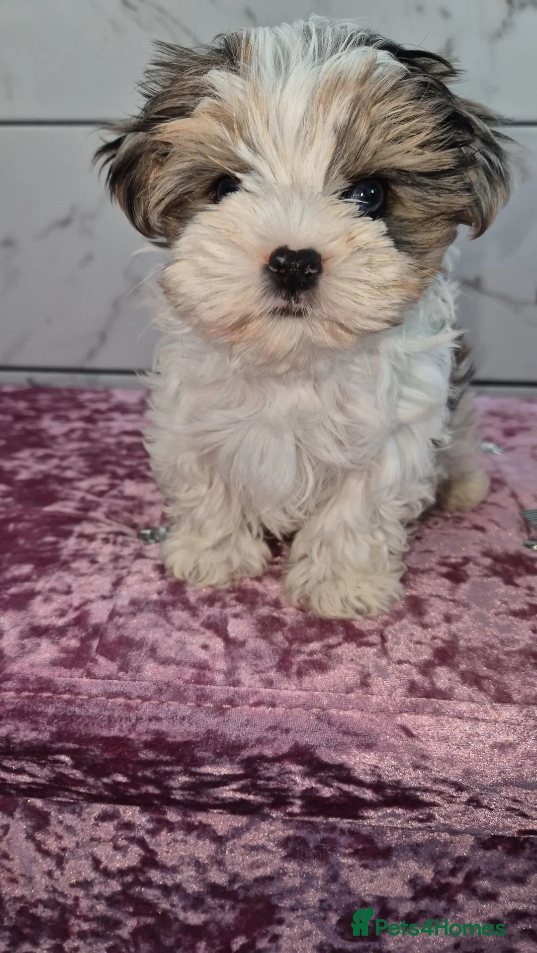 Yorkshire Terrier dogs for sale: Reduced last boy blueberry Yorkshire Terrier  - Advert 1