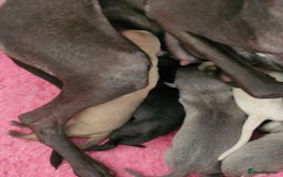 Italian Greyhound dogs for sale: KC reg  Italian greyhound puppies  - Image 9