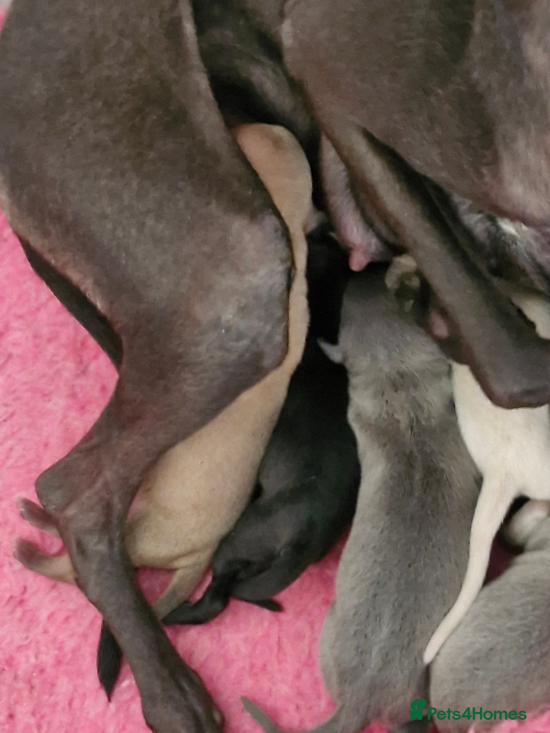 Italian Greyhound dogs for sale: KC reg  Italian greyhound puppies  - Image 9