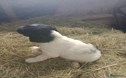 English Springer Spaniel dogs for sale: Adorable English springer spaniels - Image 4