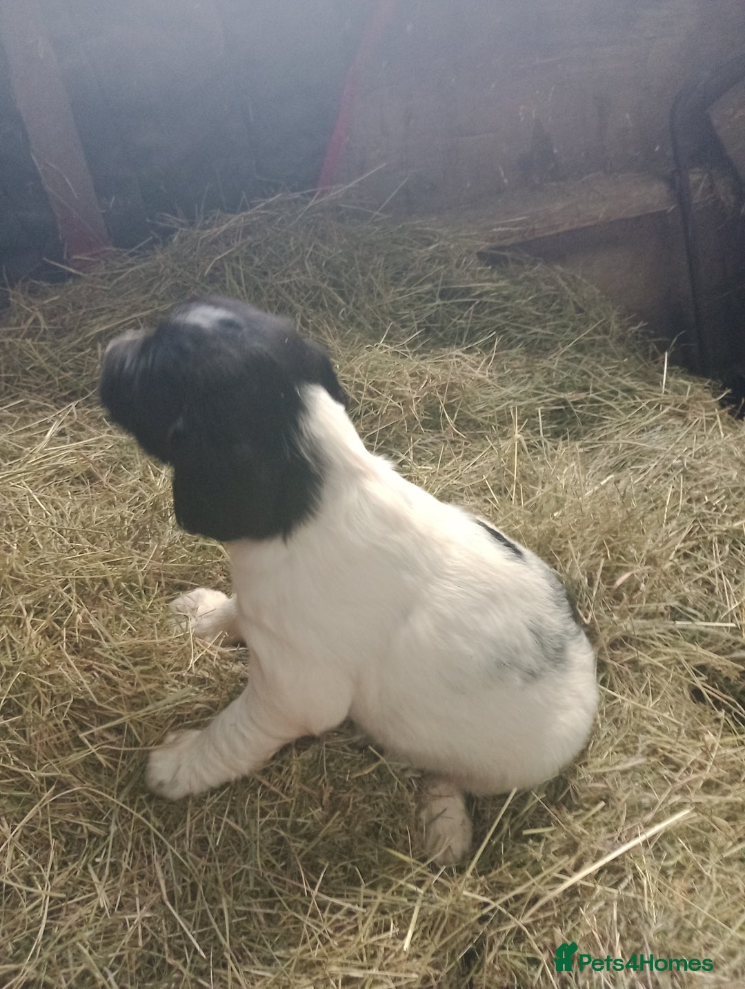 English Springer Spaniel dogs for sale: Adorable English springer spaniels - Image 4
