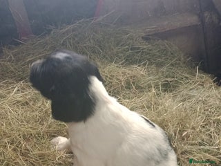 English Springer Spaniel dogs Adorable English springer spaniels - Advert 2