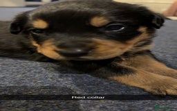 Rottweiler dogs for sale: Gorgeous Rottweiler puppies - Advert 7