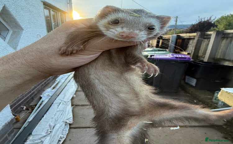 Ferret rodents - Advert 4