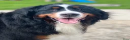 Mixed Breed dogs for sale: LABERNESE puppies (****READY NOW ***) - Advert 1