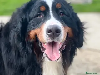 Mixed Breed dogs LABERNESE puppies (****READY NOW ***) - Advert 1