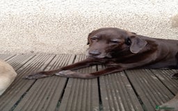 Labrador Retriever dogs for sale: Special home needed for a beautiful old boy  - Image 4