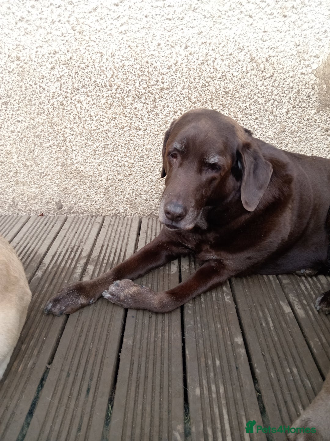 Labrador Retriever dogs for sale: Special home needed for a beautiful old boy  - Image 4