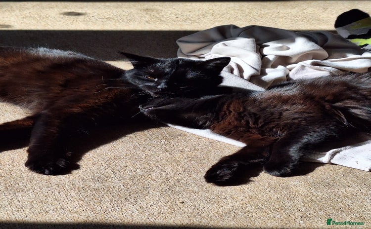 Mixed Breed cats - Advert 12