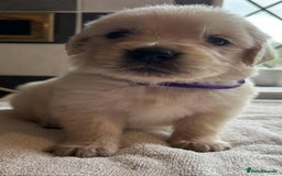 Golden Retriever dogs for sale: Stunning KC Golden Retriever puppies - Image 20