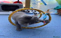 British Shorthair cats for sale: Four tiny heart-stealers looking for loving home - Image 15