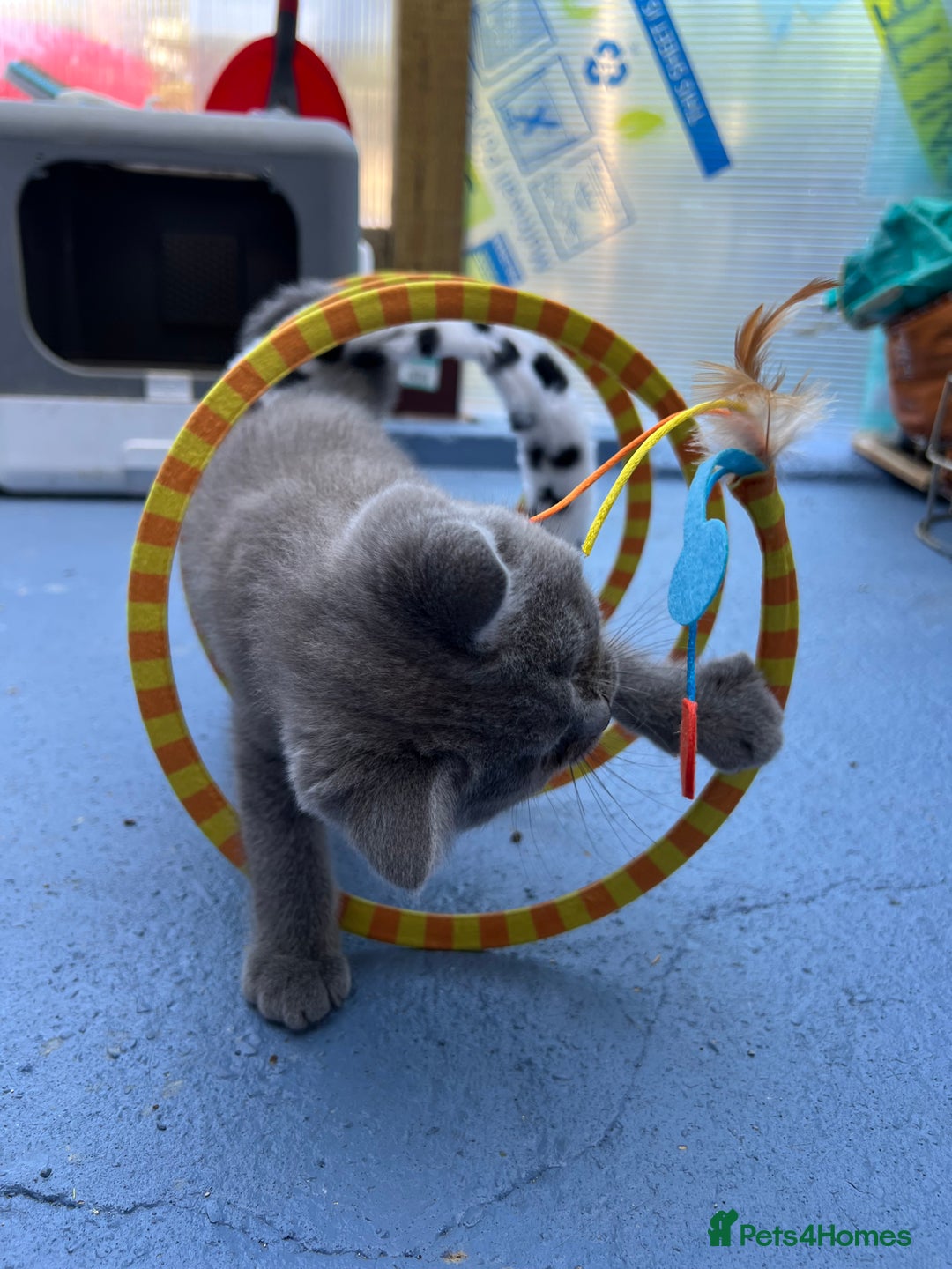 British Shorthair cats for sale: Four tiny heart-stealers looking for loving home - Image 15