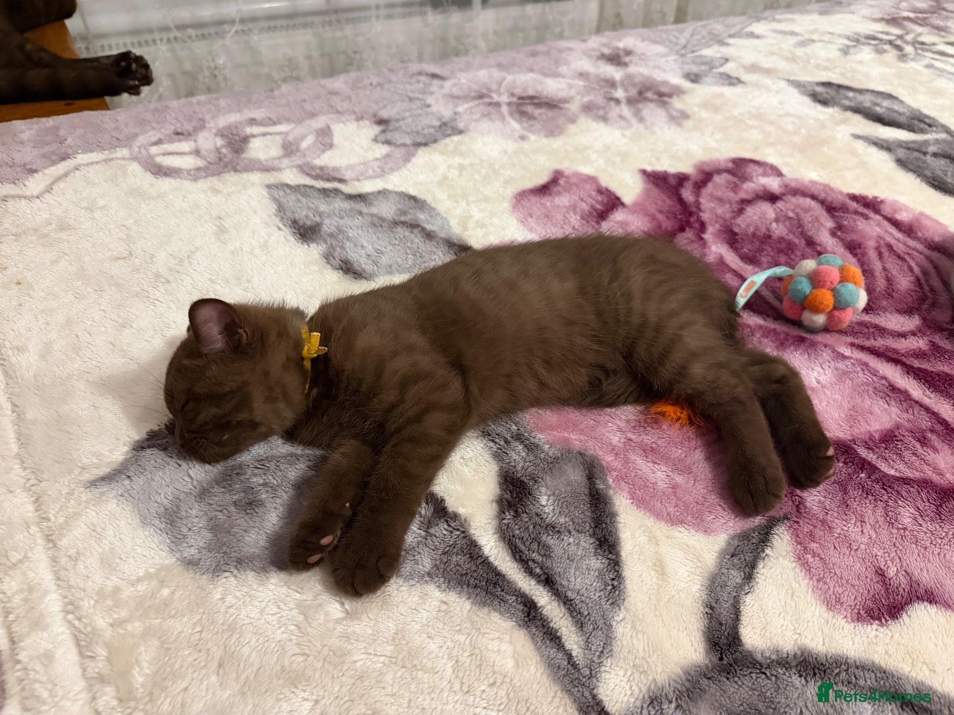 British Shorthair cats Tica registered BSH kittens ready for new parents! - Advert 2