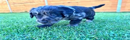 Labradoodle dogs for sale: F1 Labradoodle Merle Babies 🐾🐾🐾 - Advert 14