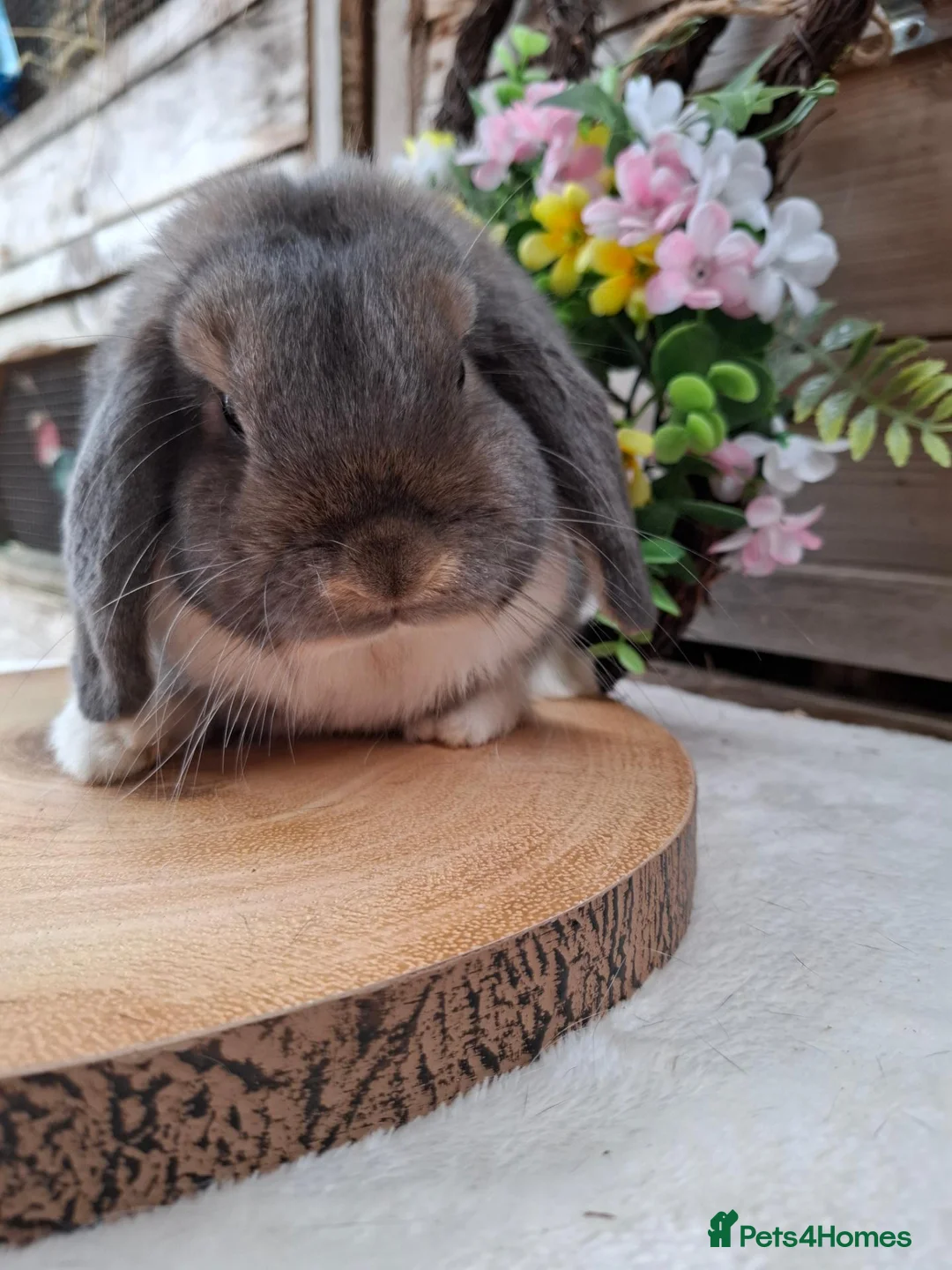 Mini Lop rabbits for sale: Opal Mantle mini lop Adult avaliable Dob: 18/6/25 - Advert 2