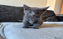 Domestic Shorthair cats for sale: 3x grey kittens ready to leave (2x male, female) - Image 8