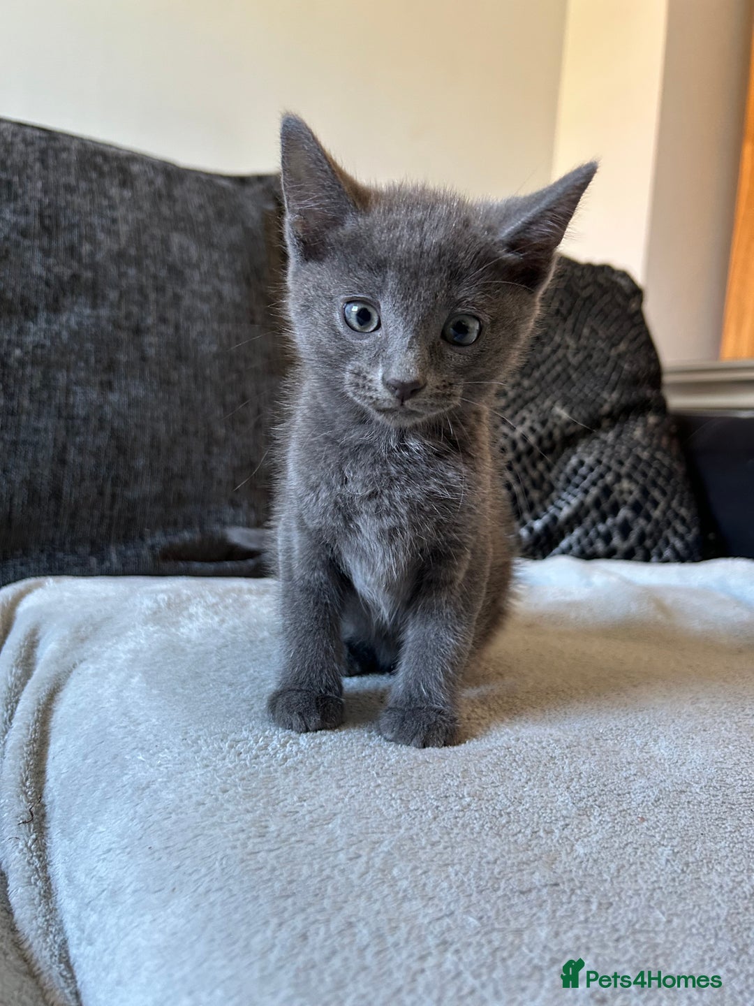 Domestic Shorthair cats for sale: 3x grey kittens ready to leave (2x male, female) - Image 8