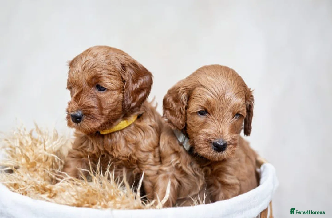 Miniature Poodle dogs for stud: Miniture Poodle for stud - SHORT NOTICE AVAILABLE in Coalville - Advert 19