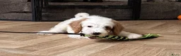 Australian Labradoodle dogs for sale: Multi-Gen Australian Labradoodle Puppies - Advert 25