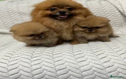 Pomeranian dogs for sale: Fabulous Pomeranian Girl Puppies  - Image 3