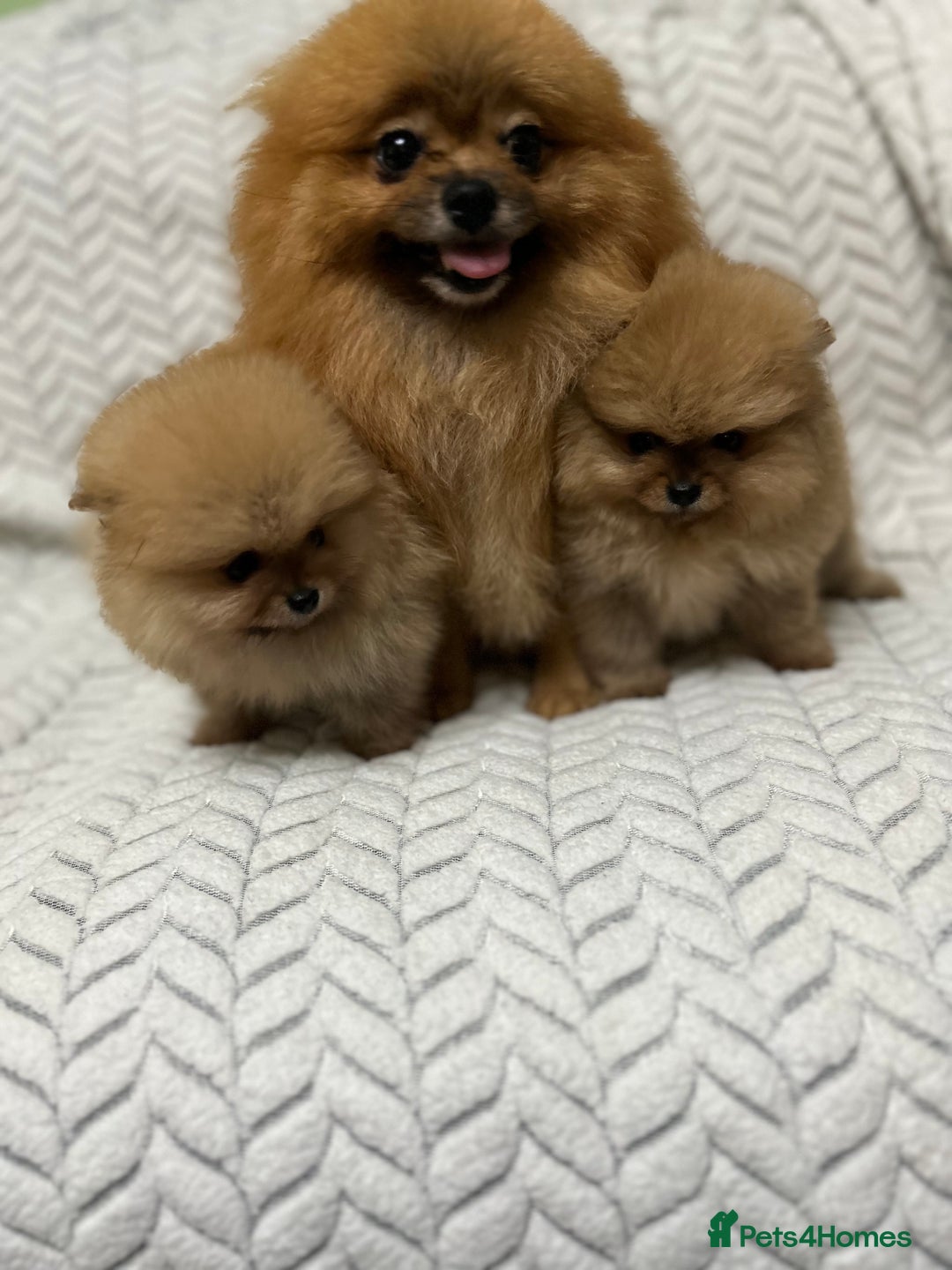 Pomeranian dogs for sale: Fabulous Pomeranian Girl Puppies  - Image 3