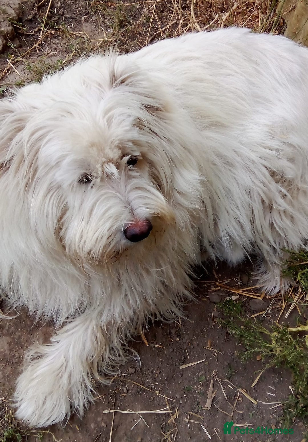 Mixed Breed dogs for adoption: BLANCHE, a Lovely little girl - for a Loving Home - Advert 2