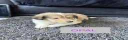 Rough Collie dogs for sale: KC Rough Collie Puppies Sable & White - Advert 1