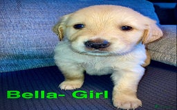 Mixed Breed dogs for sale: Golden retriever cross welsh collie  - Image 3
