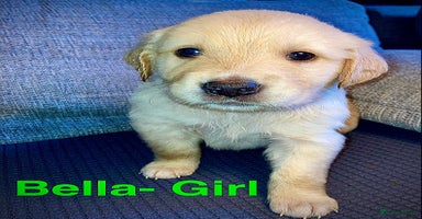 Mixed Breed dogs - Advert 11