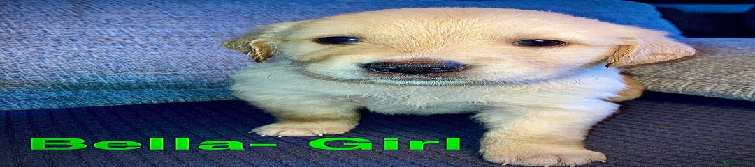  Puppy 3