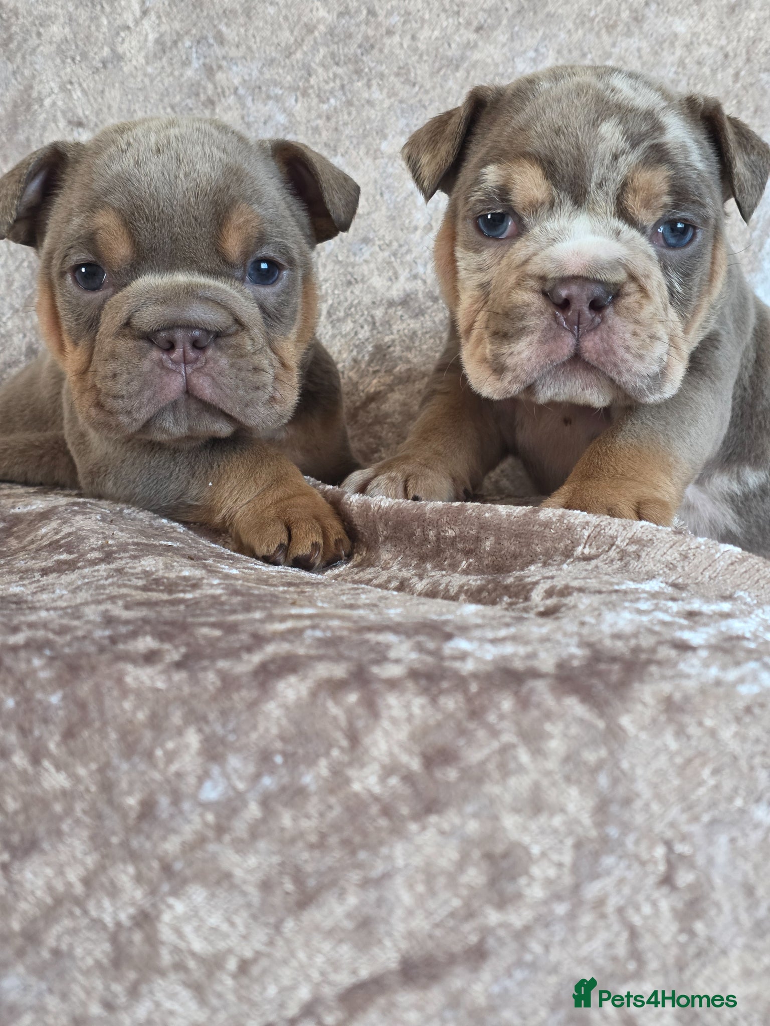 English Bulldog dogs british bulldog pups - Advert 9