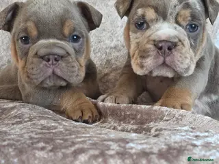 English Bulldog dogs british bulldog pups - Advert 7