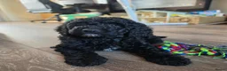 Miniature Poodle dogs for sale: *Reduced now £1000 - Last girl* - Advert 3