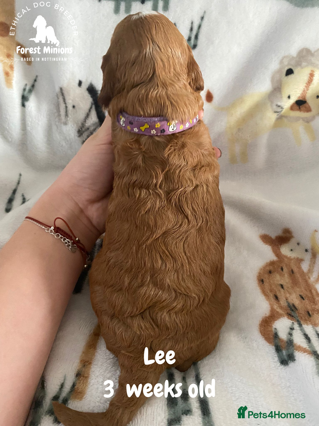 Cockapoo dogs for sale: Beautiful Cockapoo puppies (DNA CLEAR) - Advert 15