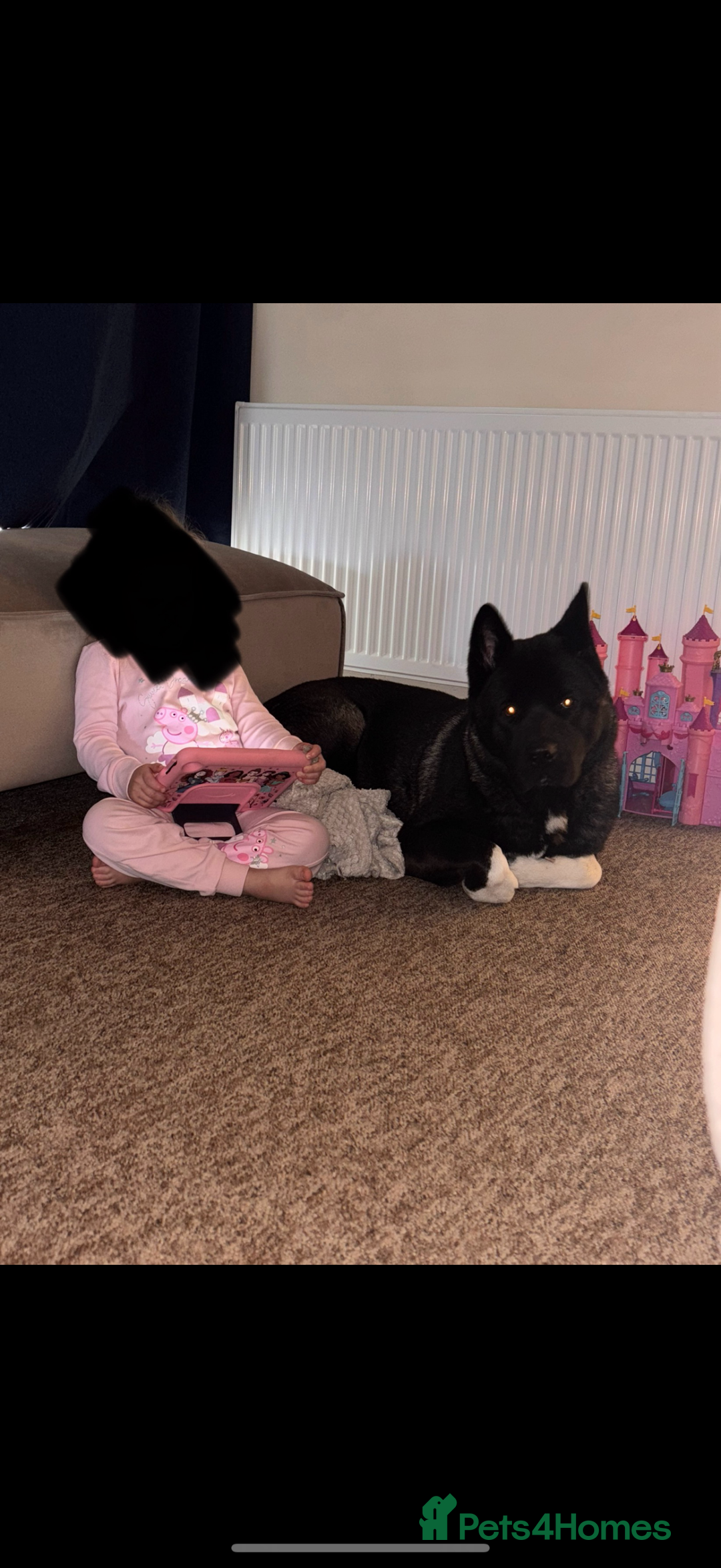 Akita dogs for sale: 18 month old male Akita for sale - Image 5