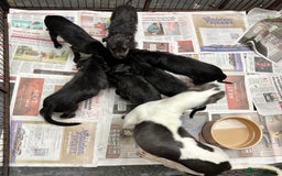 Bedlington Terrier dogs for sale: Fantastic F1 Bedlington x Whippet Puppies  - Image 14