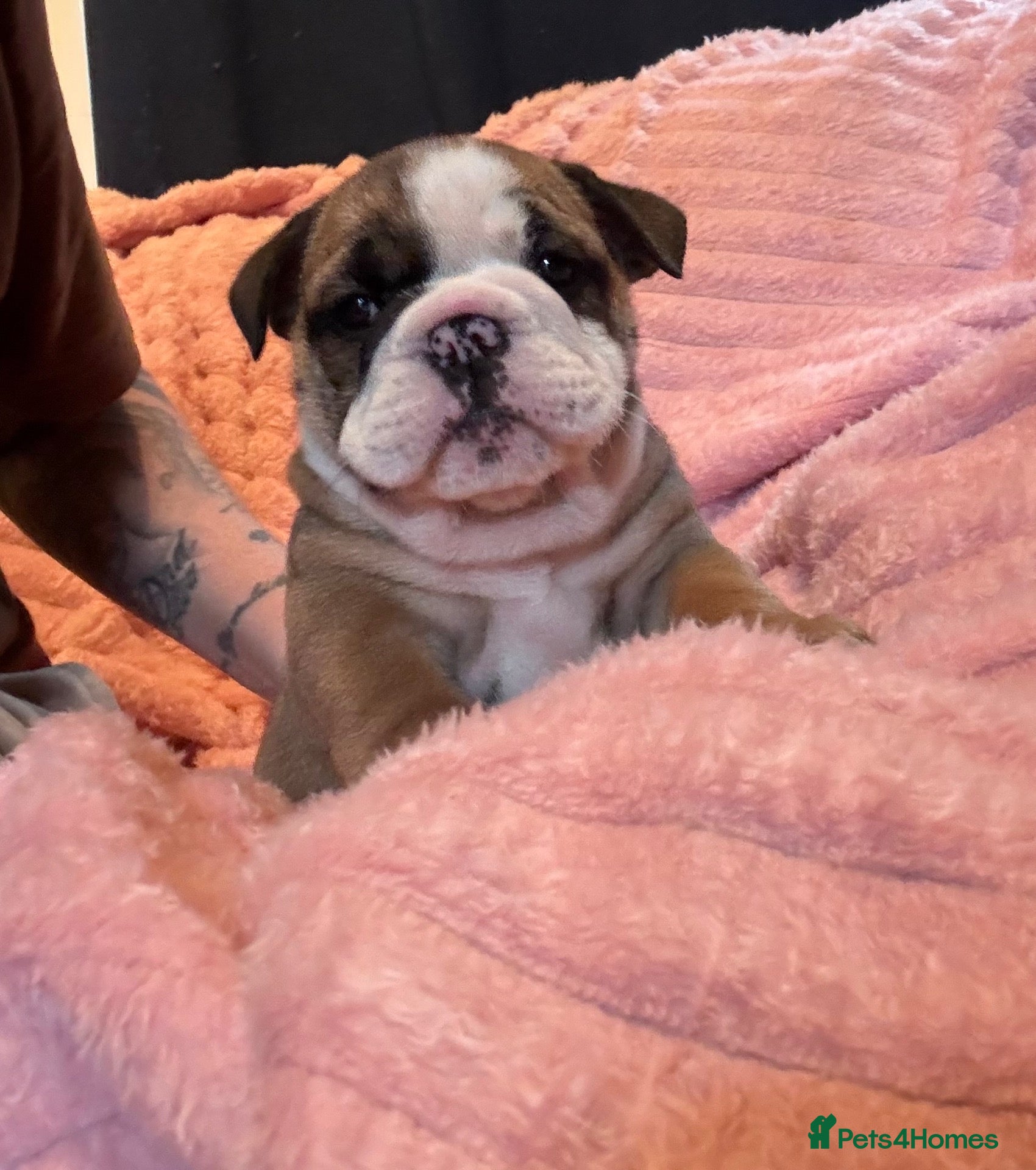English Bulldog dogs LAST BEAUTIFUL GIRL Traditional British bulldogs  - Advert 11