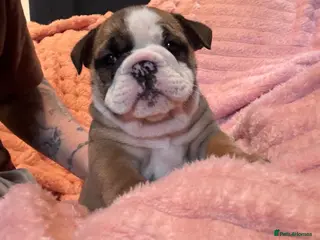 English Bulldog dogs LAST BEAUTIFUL GIRL Traditional British bulldogs - Advert 11
