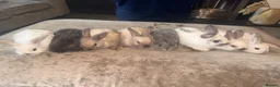Mini Lop rabbits for sale: Pure breed Mini lops - Advert 11