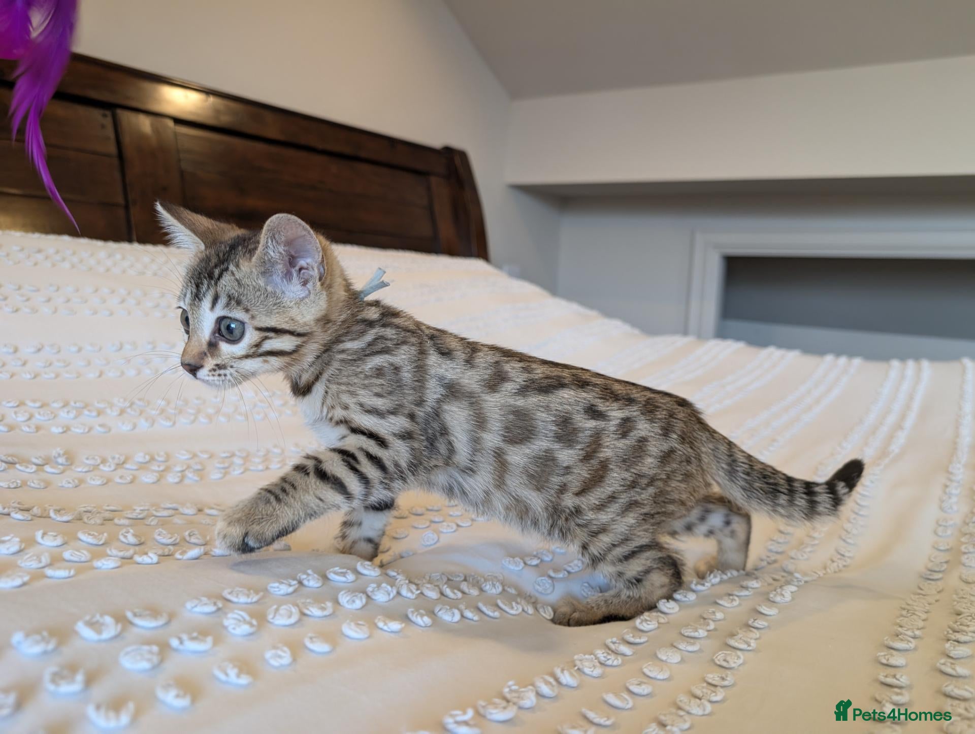 Bengal cats 🤍🤎🖤 GORGEOUS BENGAL KITTENS 🖤🤎🤍 - Advert 2